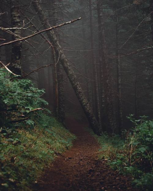 timberphoto:The woods are lovely, dark, and deep,But I have promises to keep, And miles to go before