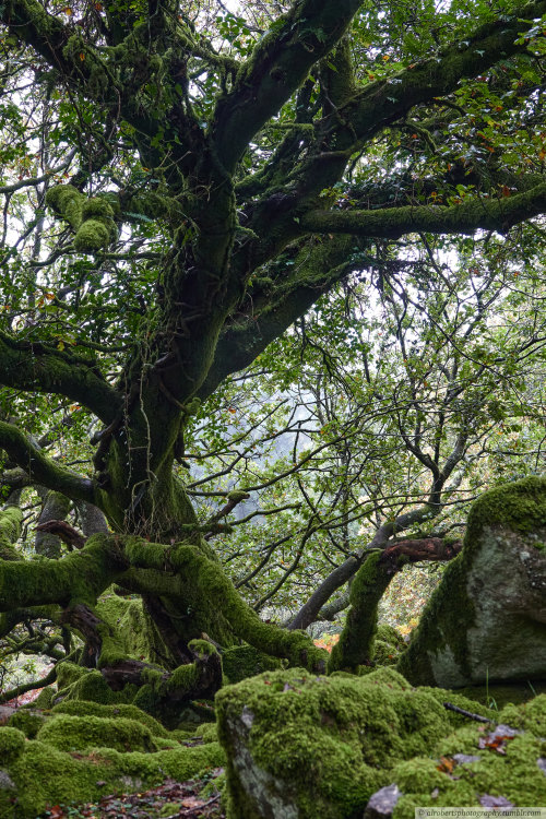 alrobertsphotography:Oak Woods, Dartmoor UK