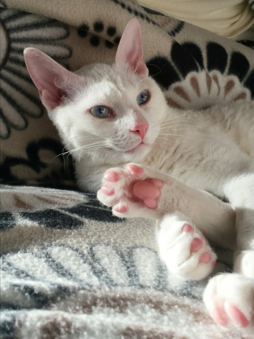 softsiriusblack: toe beans