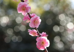 mistymorningme:  “Kyoto Shimbum photo contest” Plum Blossoms of Brilliance&quot;- kitashige’s fotolife 