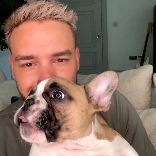 justapayneaway:Liam and Scooby: The most iconic puppies ever 