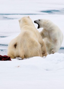 funkysafari:On pack ice, north of Svalbard, a large male bear caught a ringed seal on the pack ice and had to fend of nearby competitors  by RayMorris1  