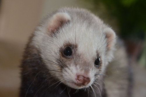 littleqsoddities:  crashingtrash:  such a photogenic  @magickittenstar 💖