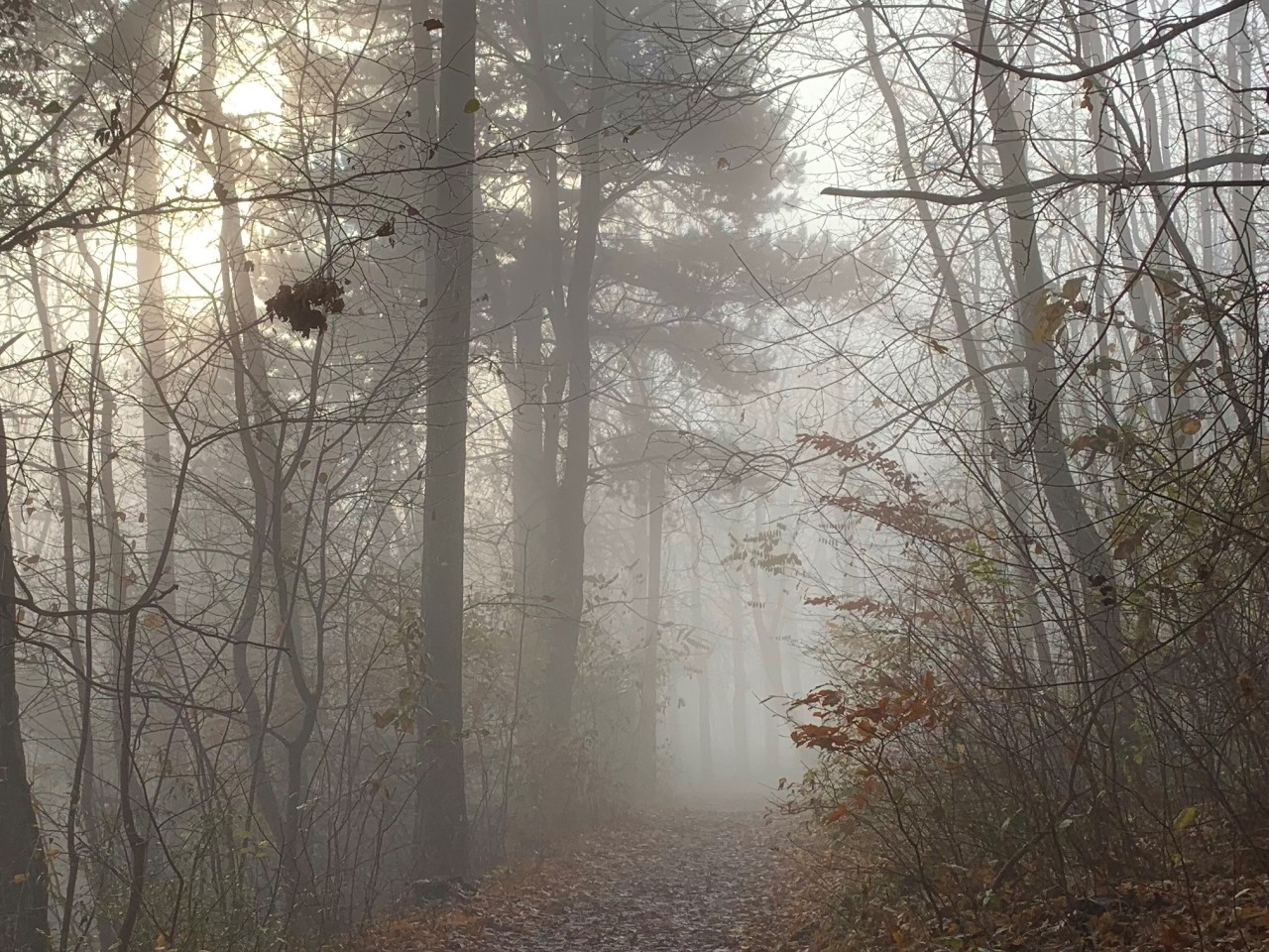#mine#november#fog#foggy#foggy forest#foggy morning#mist#misty woods#woods#forest#forestcore#path#sun#light#sunrise#fogcore#ethereal#ethereal aesthetic#dirtcore#scenerey#nature#naturecore#goblincore#gremlincore#forest witch#dreamcore#lost#spooky#surreal