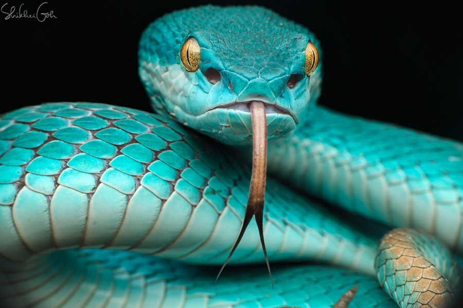 drxgonfly: Trimeresurus (cryptelytrops) insularis (by shikhei goh) 