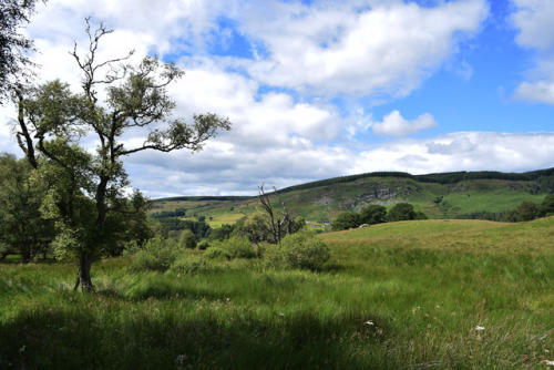 on-misty-mountains:Inchewan and Braan Paths near Dunkeld