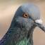 pigeonfinder