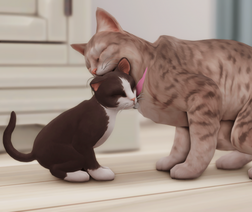 Lola LOVES Poppy So Much! It's Always Grooming Her And Taking Care Of Her!