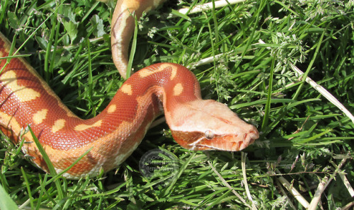 menagerieherpetology:Jubilee, T+ Albino blood python (Python brongersmai).