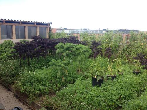 permaculture-prowess:The kale trees at #østergro Amazing #kale #kaletrees #denmark #Copenhagen #gree