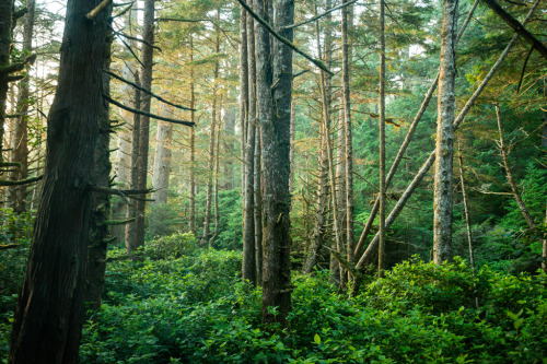 Forest Sunset by Bryn Tassell