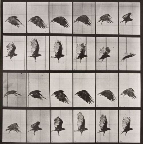 nobrashfestivity:Eadweard Muybridge, from Animal Locomotion