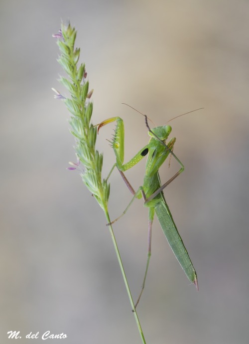euph0r14:  macro | acrobatics… | by MiguelDelCantoNieto | http://ift.tt/1vyHvVt