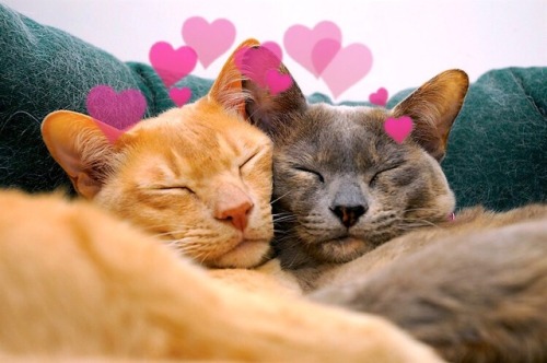 lesbianheart:Cuddling cats moodboard