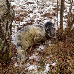awwww-cute:  Found this baby seal today while