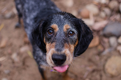 sidetongue:A lot of you know my best girl Millie.  For those who don’t, she is the crummiest, foules