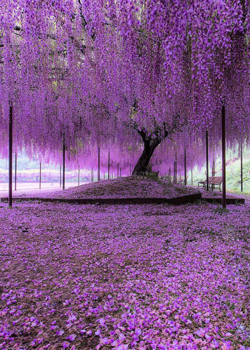 coiour-my-world:Under the Wisteria tree |  Hyogo, Japan | by @godive2000