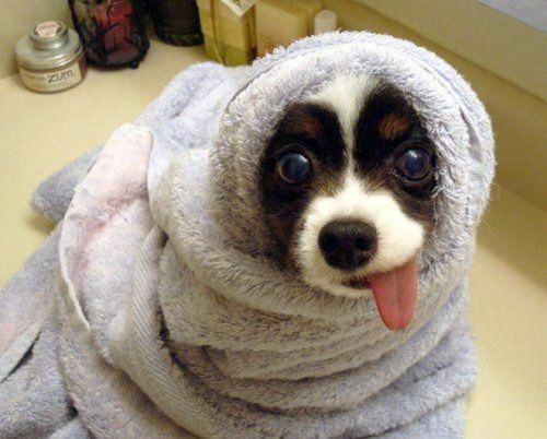 all-thats-interesting:  Dog BurritosThis adult photos