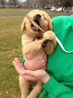 awwww-cute:  Golden retriever pup trying out his new teeth 