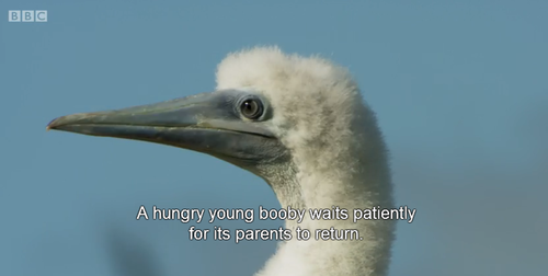 hysterifun:  when ur parents go out food shopping  