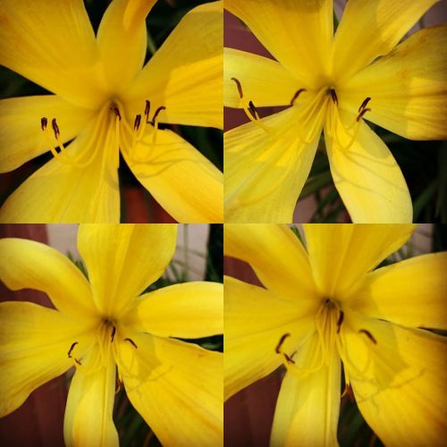 Day lily. 🌼 https://www.instagram.com/p/CBM8afJjkZW/?igshid=19xc0iepi91ha