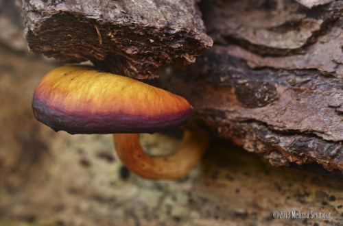 Mushroom, Frederick City Watershed- November 2013