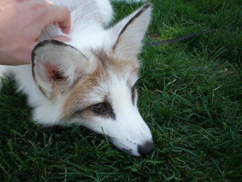 djkaeru:foxesarethebestanimals:Meet Juno, a very beautiful marble fox, four months old and as just a