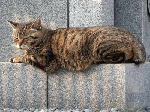 先日のことですがいつものお寺へ。淡い桜色の景色もすっかり若緑色になって、そこここに挿すように紅が輝いておりました。穏やかな光の中、ねこさんたちはご飯までそれぞれの時間をそれぞれ楽しんでいました。Pea