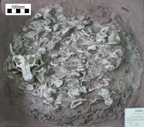 classicmeevs: fossilporn:  Nest of Young Dinosaurs with ‘Babysitter’ Discovered A nest o