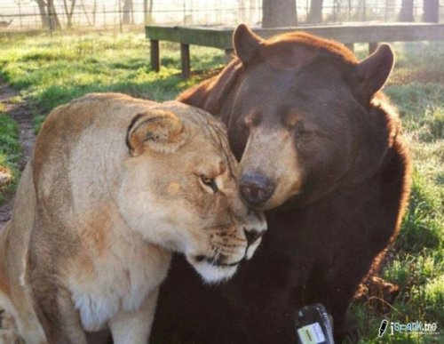 carry-on-my-wayward-butt:  herefortheholidays:  A lion, tiger and bear recovered in a drug bust in 2001 have been living together ever since at an animal rescue center near Atlanta. Leo, Shere Khan and Baloo are like brothers; caretakers say separating