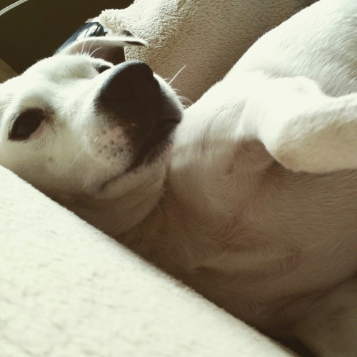 house-of-eve:  He is always so cute. I sat down next to him and he turned towards me, so I would scratch his belly.