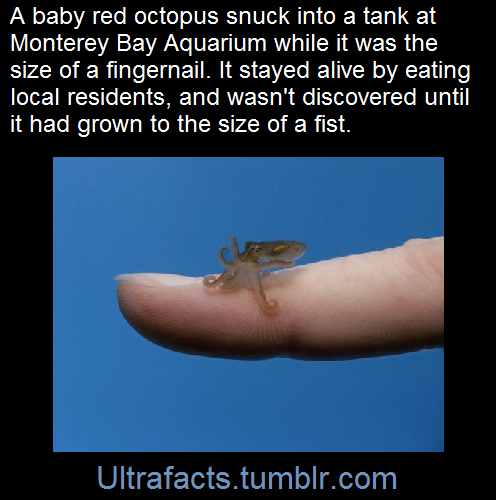 ultrafacts:  A baby red octopus is small enough to sleep on your fingernail. Which