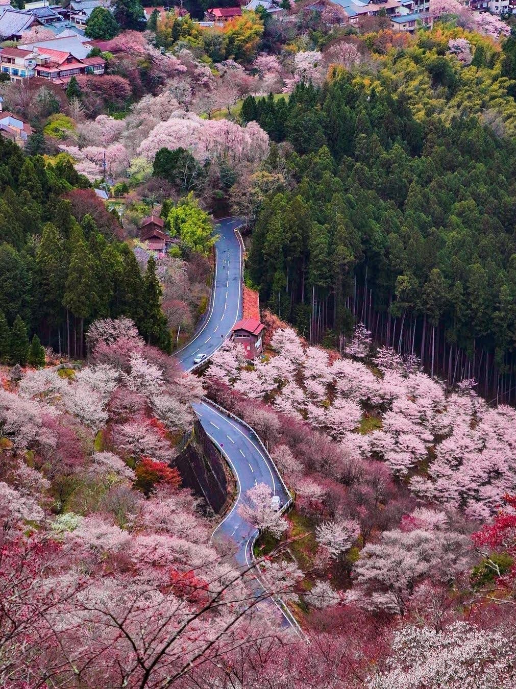 Porn Pics rainie-is-seasonchange:Mount Yoshino.Nara,