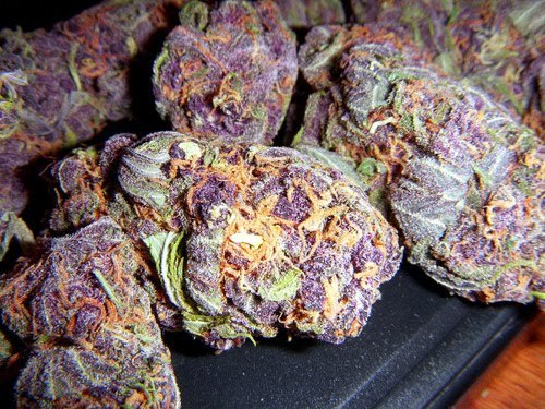 Porn photo Purp