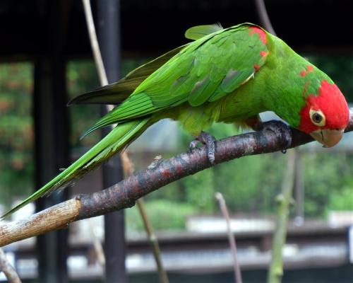 Barrabands Parakeet.