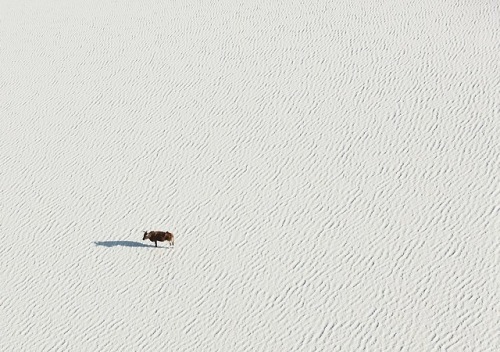 flowury:7sobm:Zack SecklerAbsolutely beautiful images from Botswana, the colours and patterns are br