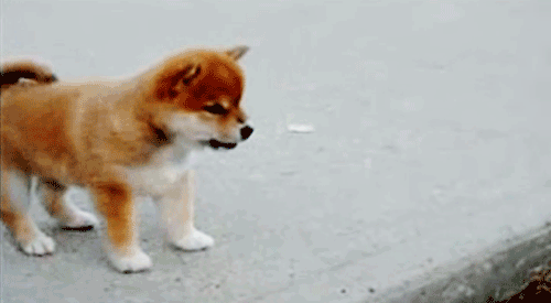 64bitwar: this is stomp dog it shows up to stomp away sadness 