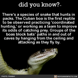 did-you-kno: There’s a species of snake that hunts in  packs. The Cuban boa is the first reptile  to be observed practicing ‘coordinated  hunting,’ or working as a team to improve  its odds of catching prey. Groups of the  boas block bats’ paths