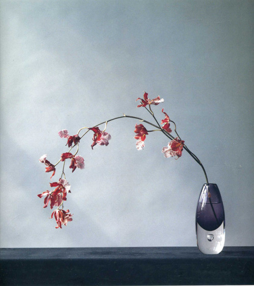 Robert mapplethorpe