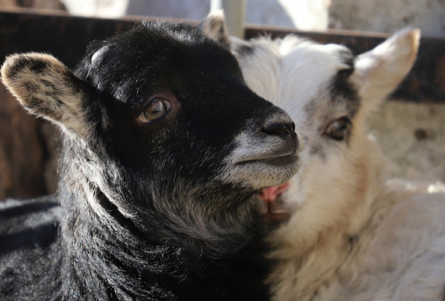 michaelnordeman:This is a family of Swedish Gute sheep. The lambs (two boys) were born a week ago. P