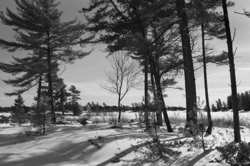 winter landscape