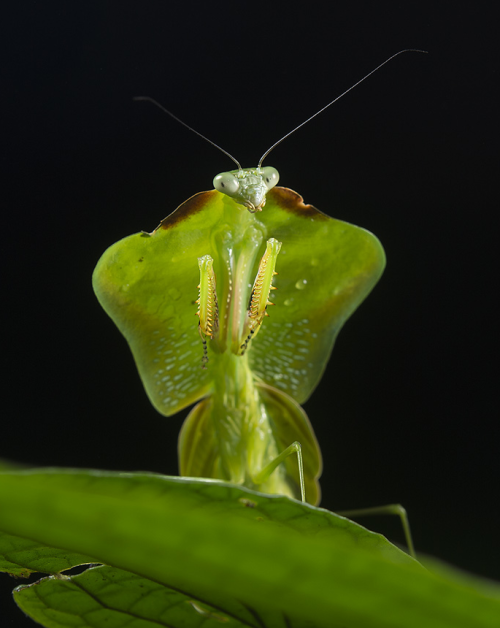 onenicebugperday:Tropical Shield mantis,Choeradodis staliiPhotos 1 and 2 byjasonzhu, photo 3 byfelip