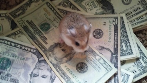 Porn hamsterrobocop:  this is the money hamster photos