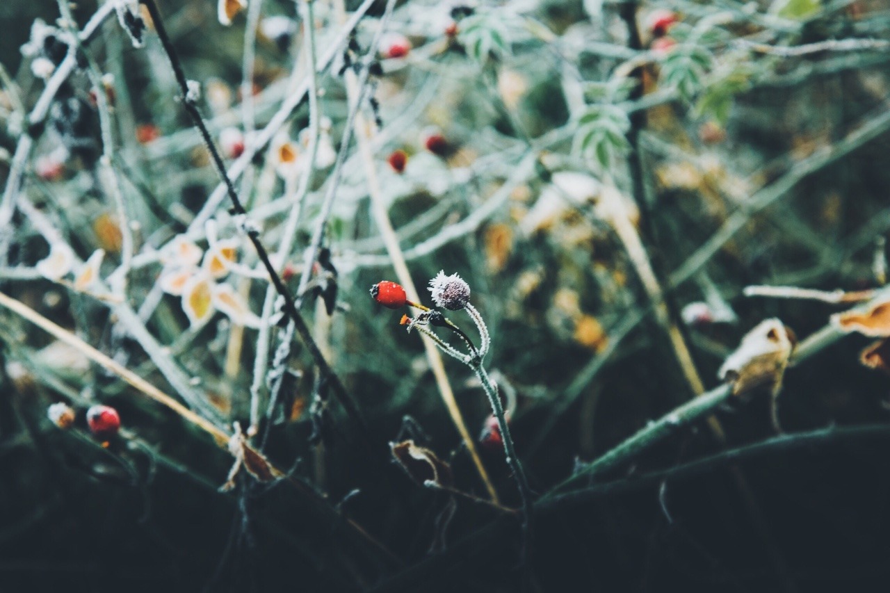 dpcphotography:Details