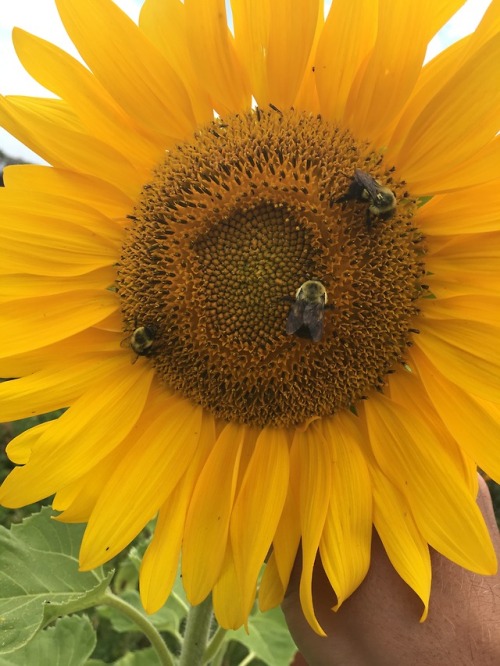 Rooftop friends that enjoy the work we do. Bumblebees and dragonflies.