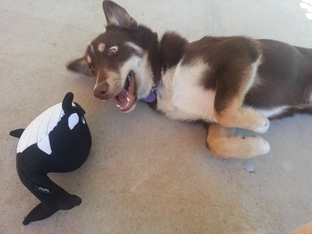 buzzfeed:  These dogs are just excited to be dogs.  