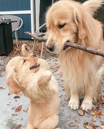 everythingfox: