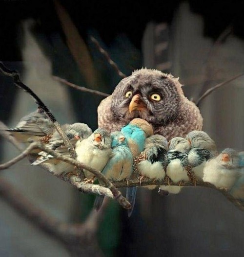 writeroffates:  cuteness-daily:  Animals are so weird lmao i want five thousand if them  That bird one reminds me of the pixar short with the birds on the telephone wire. 