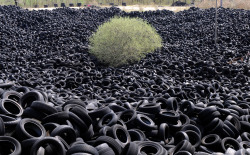 History-Does-Not-Suck: A Tree Grows In Lachapelle-Auzuc — Amid Several Thousands