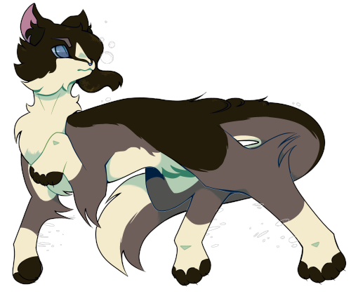 A cat with long fur. Upper face, back and upper tail are black. Lower face, chest, belly, and under tail are a creamy white. In the middle of both is brown. He has long fur that covers his left eye.